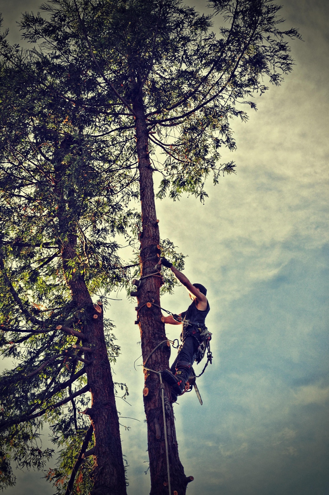 Tree Trimming