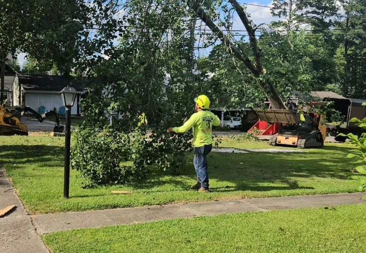 Cary-Tree-Removal-roping-tree