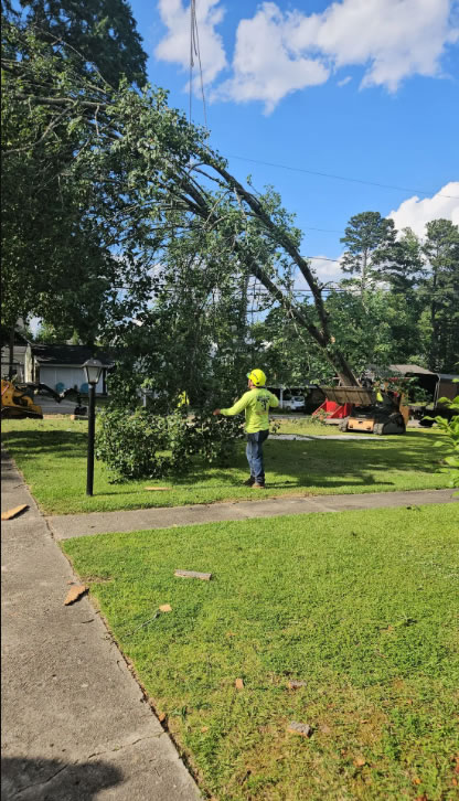 Cary-Tree-Removal_photo
