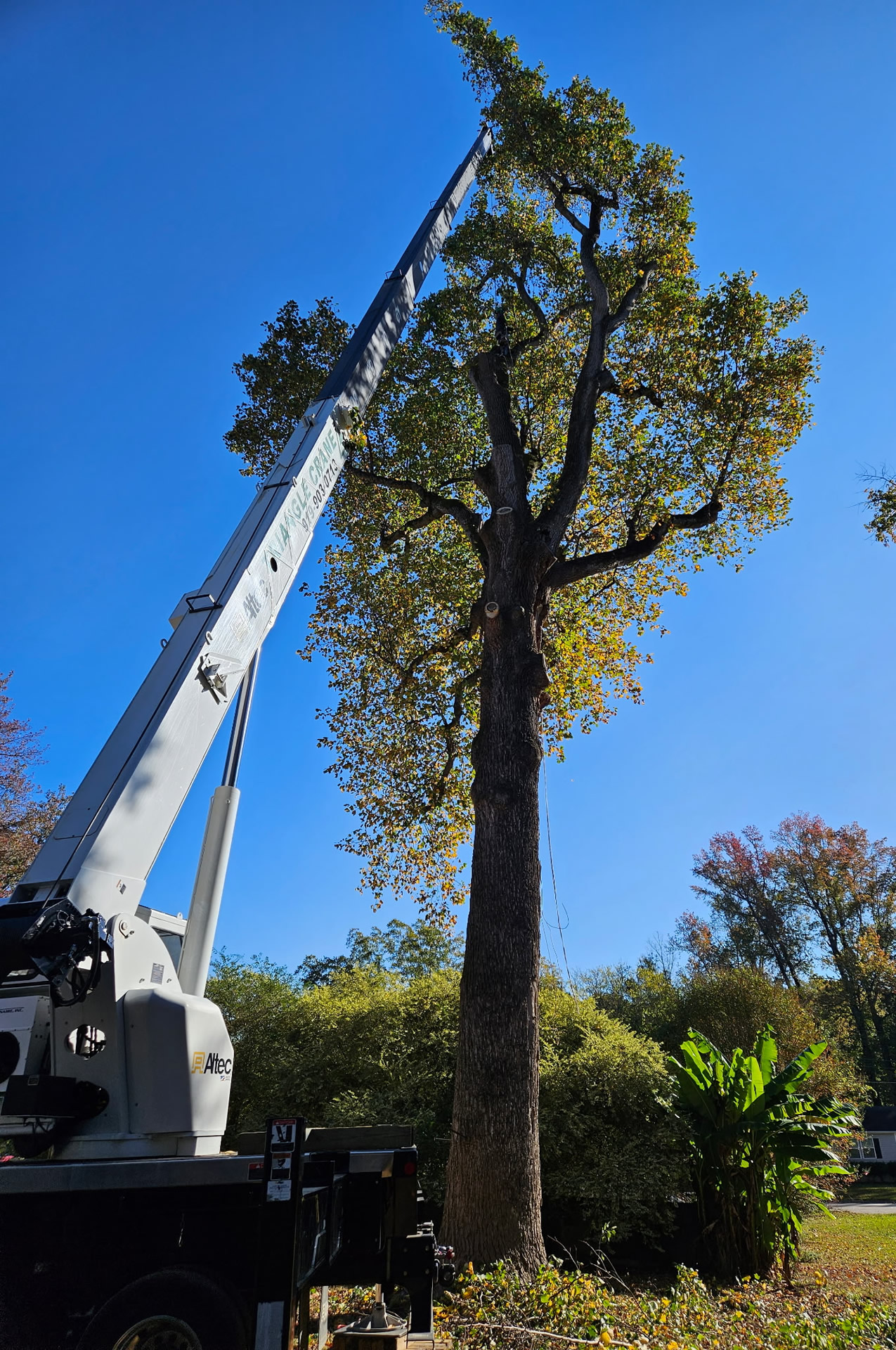 Tree Removal