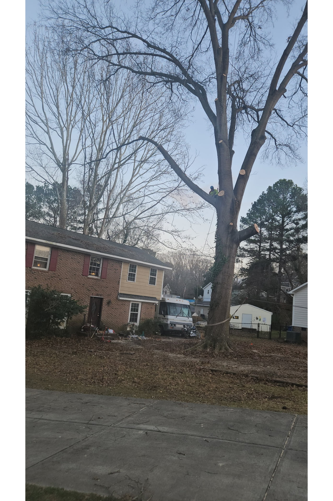 Tree Analysis
