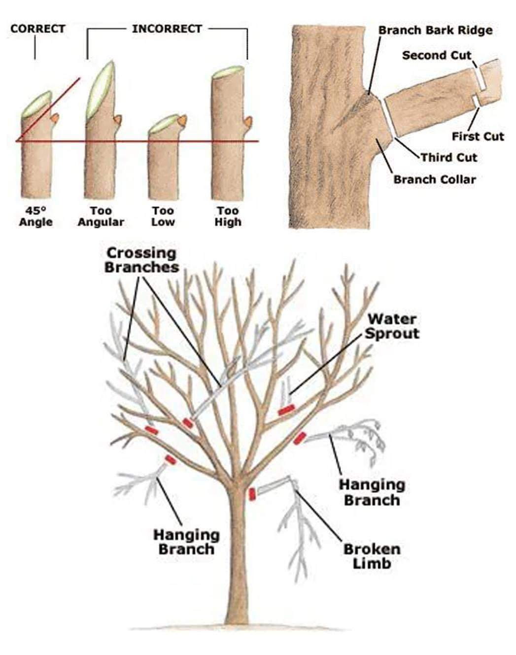 cary-tree-removal-5050