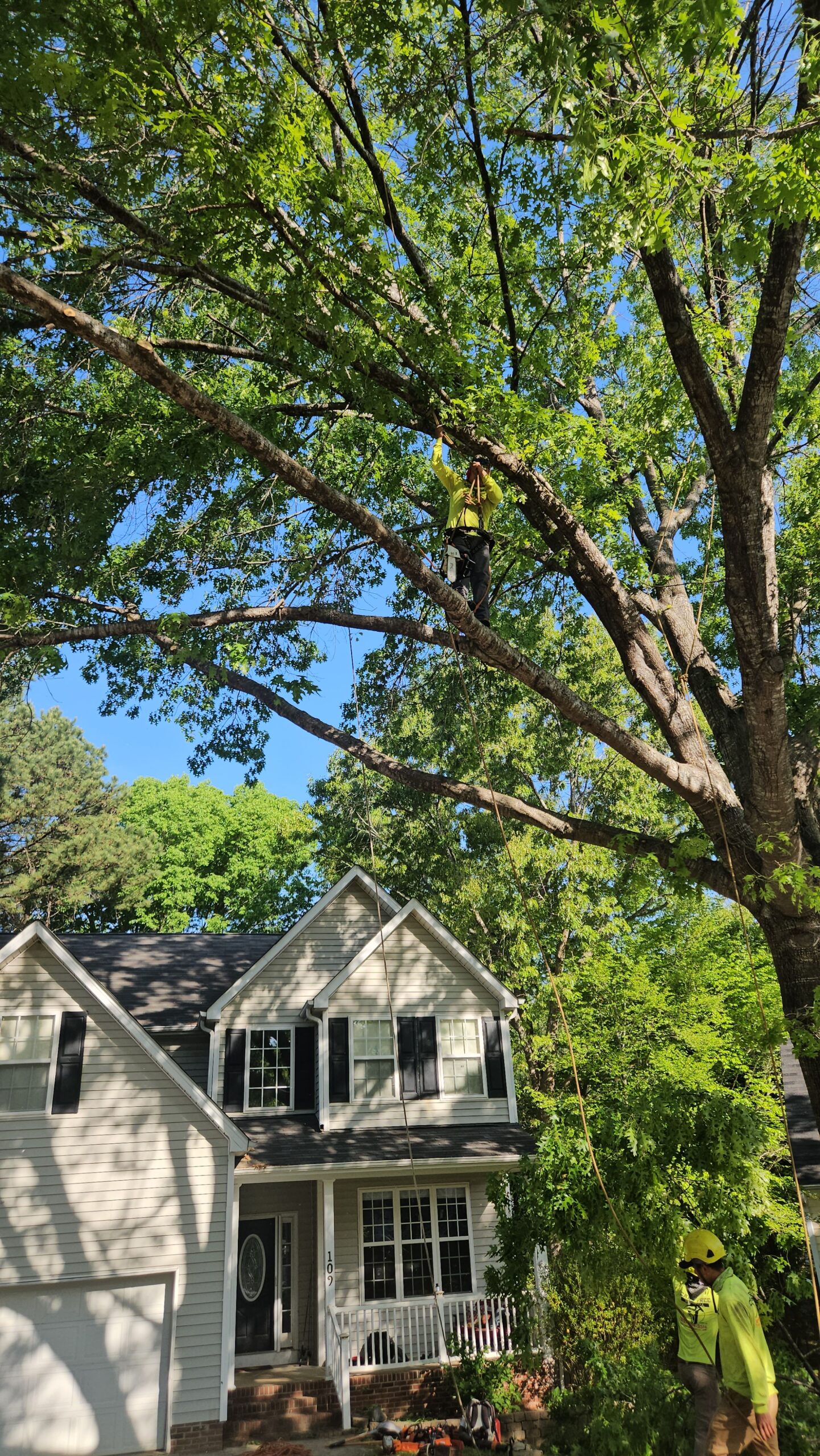 tree service in Raleigh NC removing large tree near home