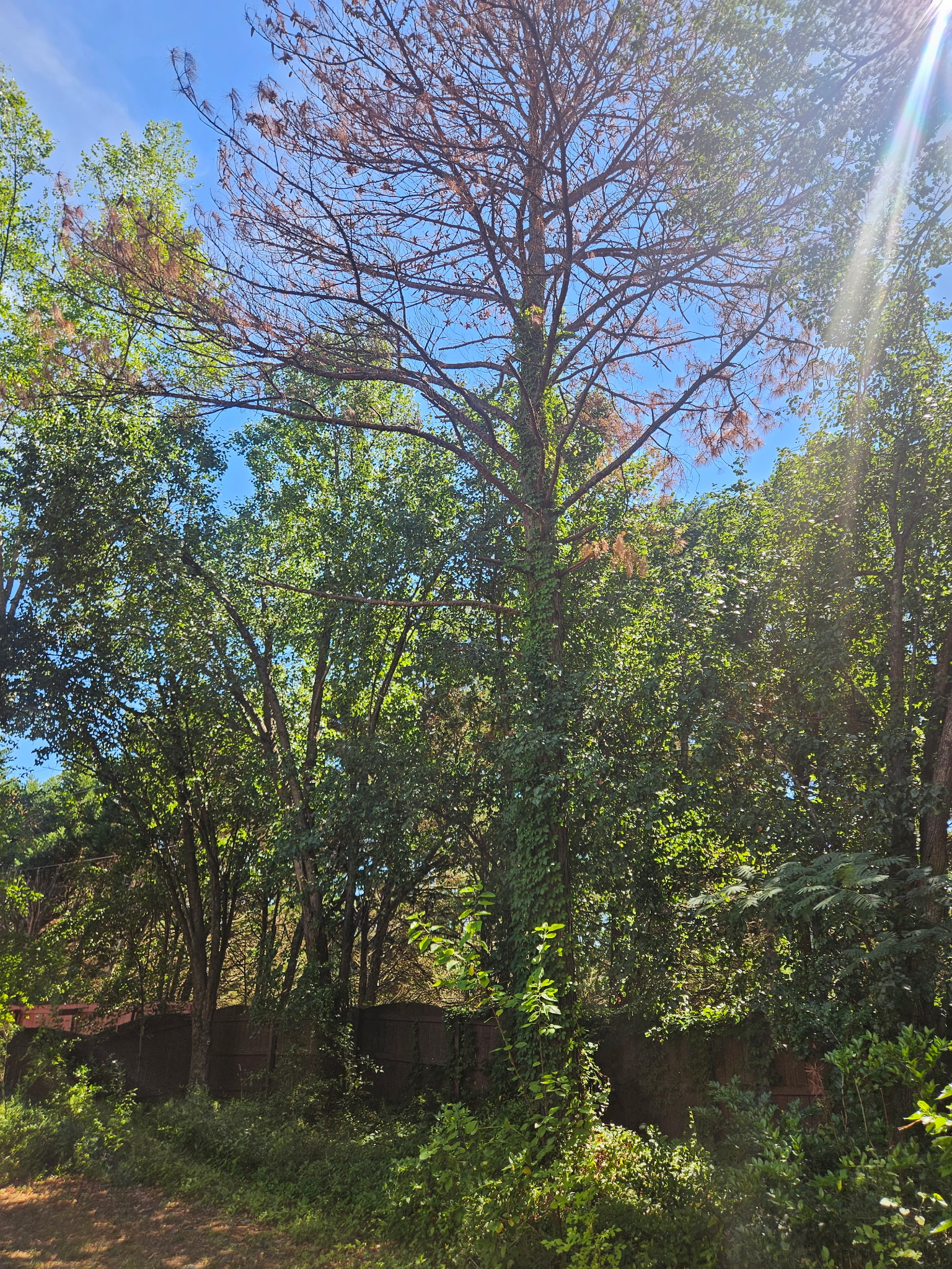 cary-tree-removal-before-6.25.26 Before tree removal showing a tall dead pine tree with extensive brown, dying branches in a wooded backyard in Cary, NC.