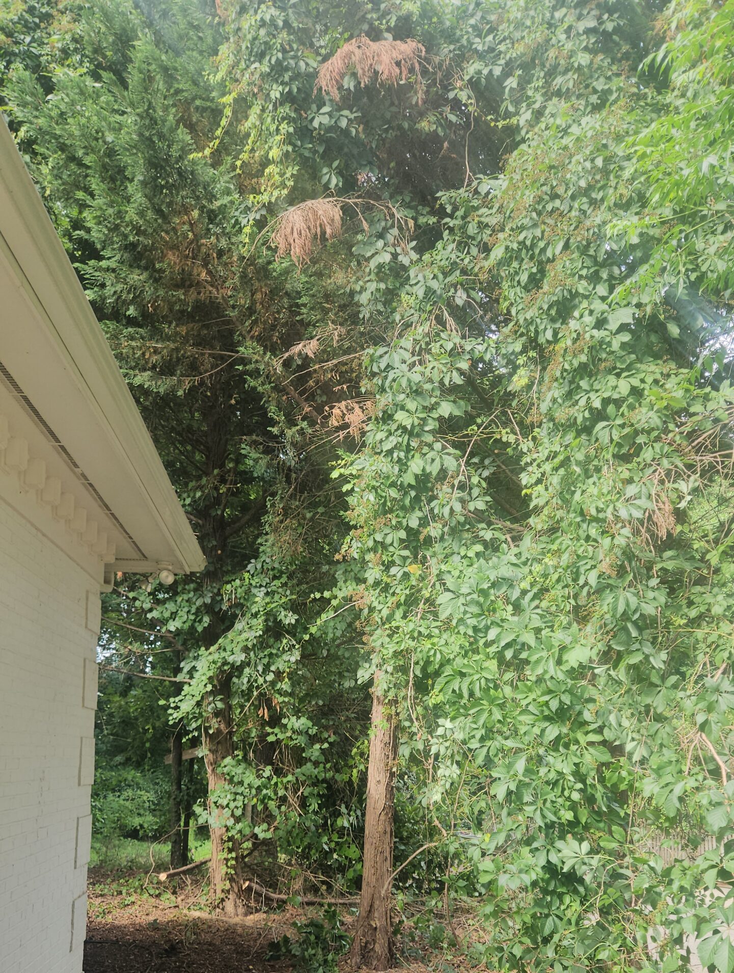 cary-tree-removal-before-june-10-2026 Cary Tree Removal before removing tree