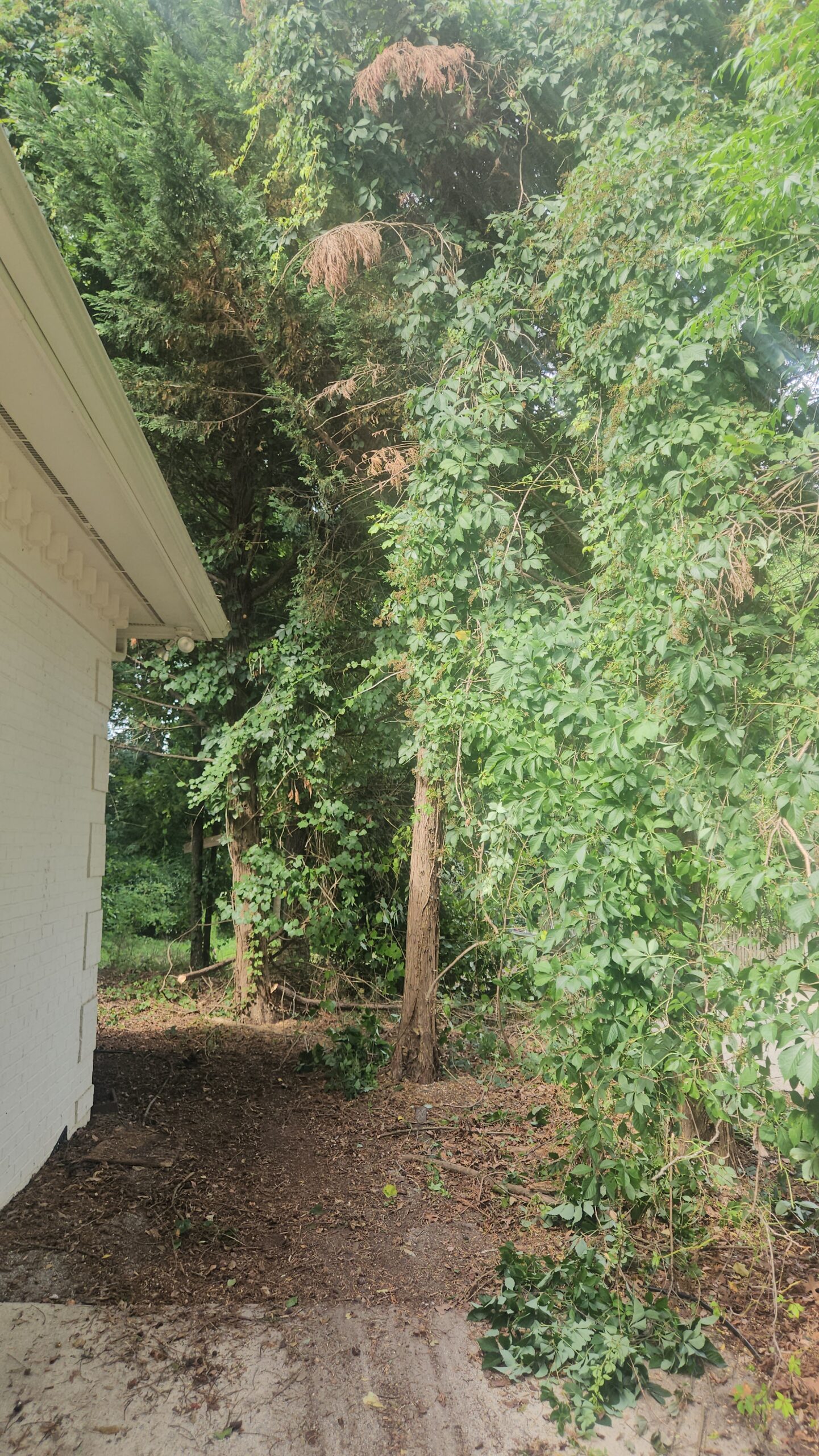 Cary Tree Removal before removing tree
