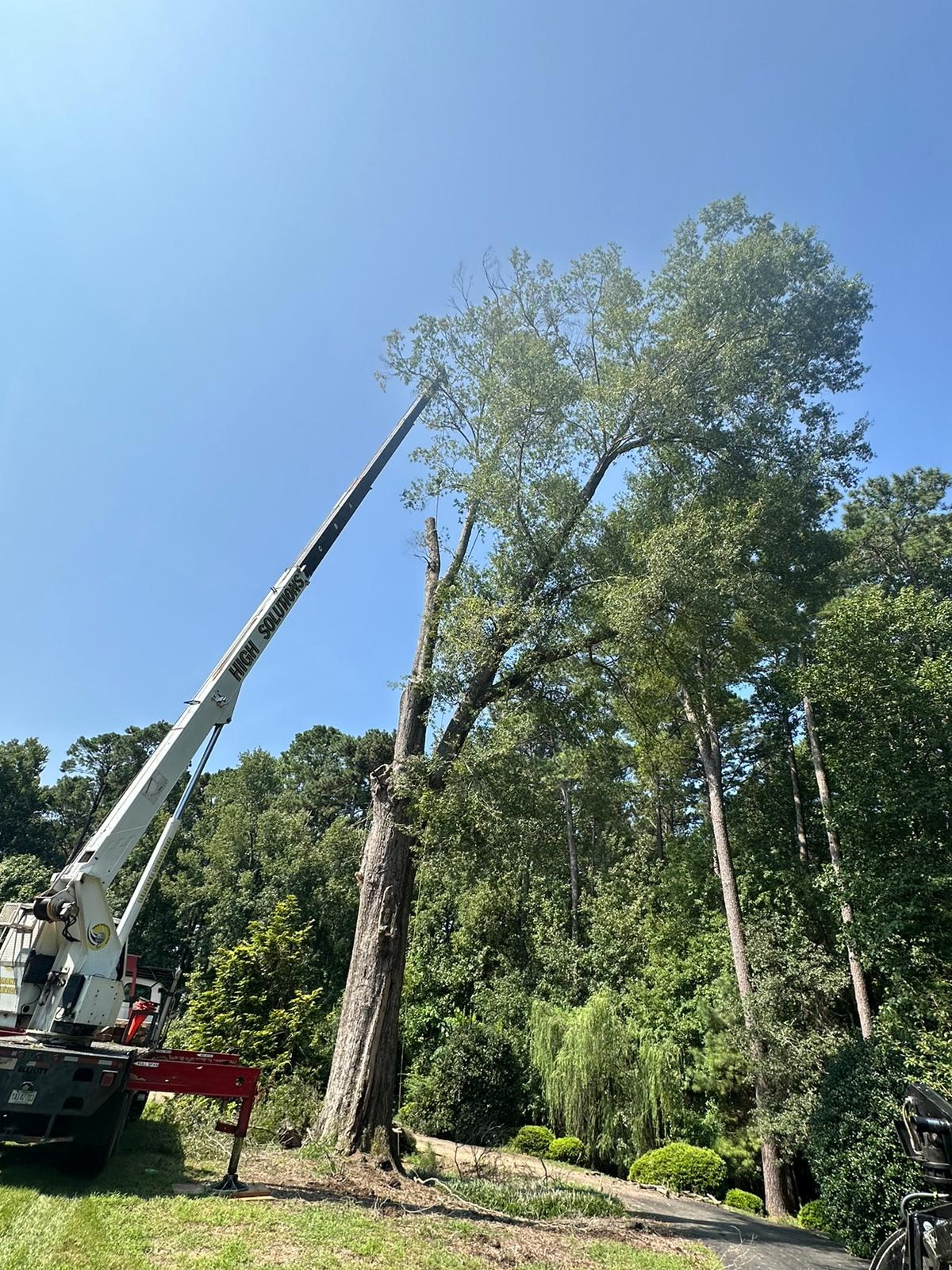 Cary Tree Removal crew performing tree removal service in Chapel Hill, NC