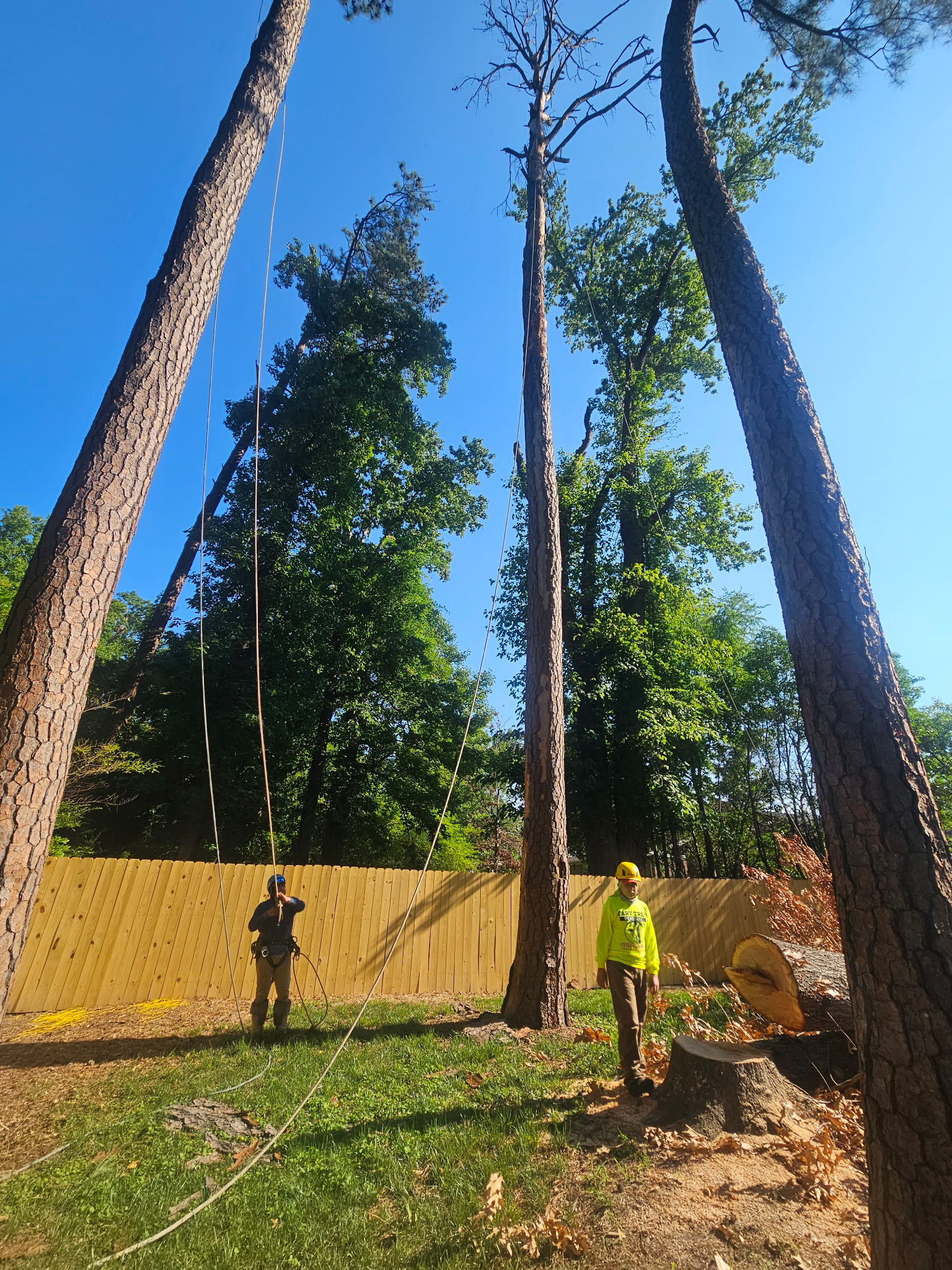 Large Pine Tree Removal in Durham, NC Professional crew removing a large pine tree in a residential backyard in Durham, NC using ropes and safe rigging techniques.