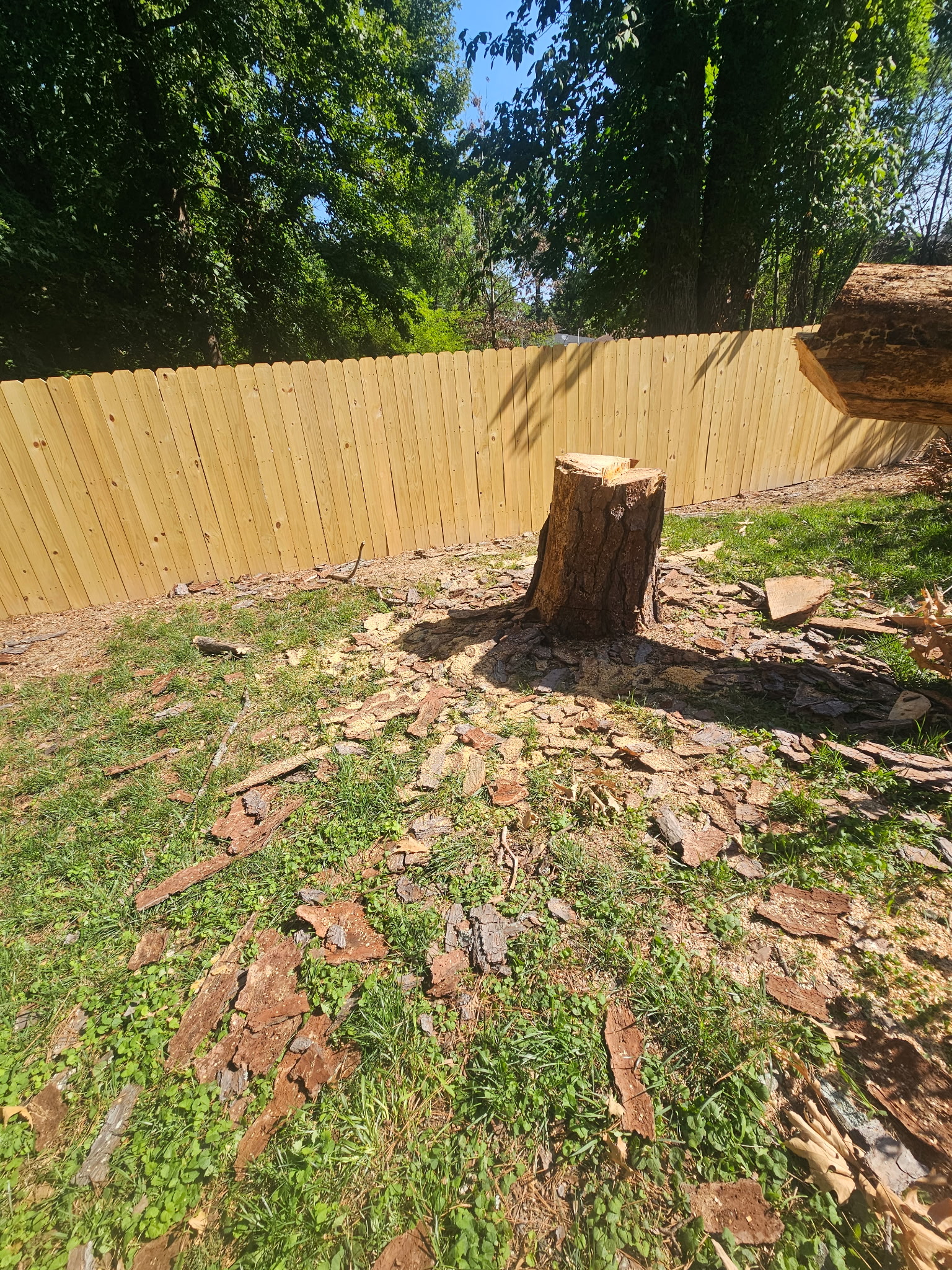 Completed Tree Removal Project in Durham, NC Tree removal completed in Durham, NC showing the remaining stump after a large pine tree was safely removed.