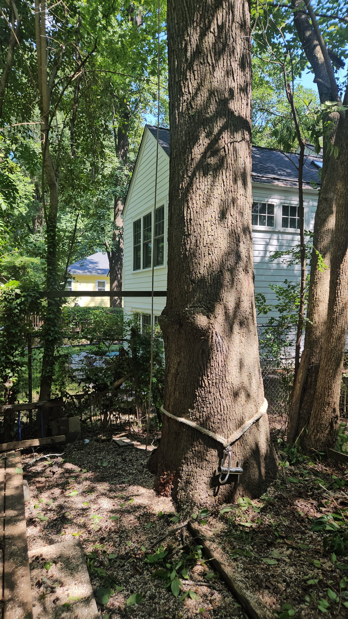 Large Tree Removal Near Home in Durham, NC - Before Before photo of a large tree growing close to a home before professional tree removal in Durham, NC.
