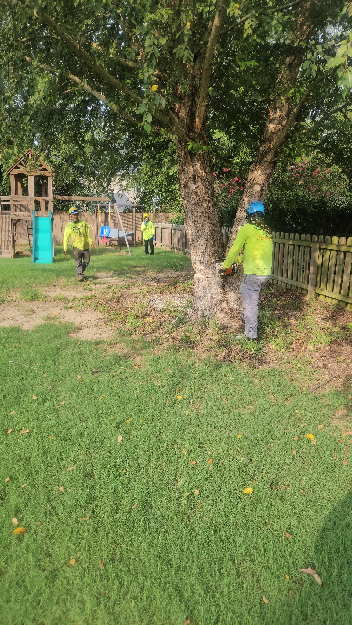 large-tree-removal-in-willow-springs-nc Before photo of a large tree before professional tree removal at a residential property in Willow Springs, NC.
