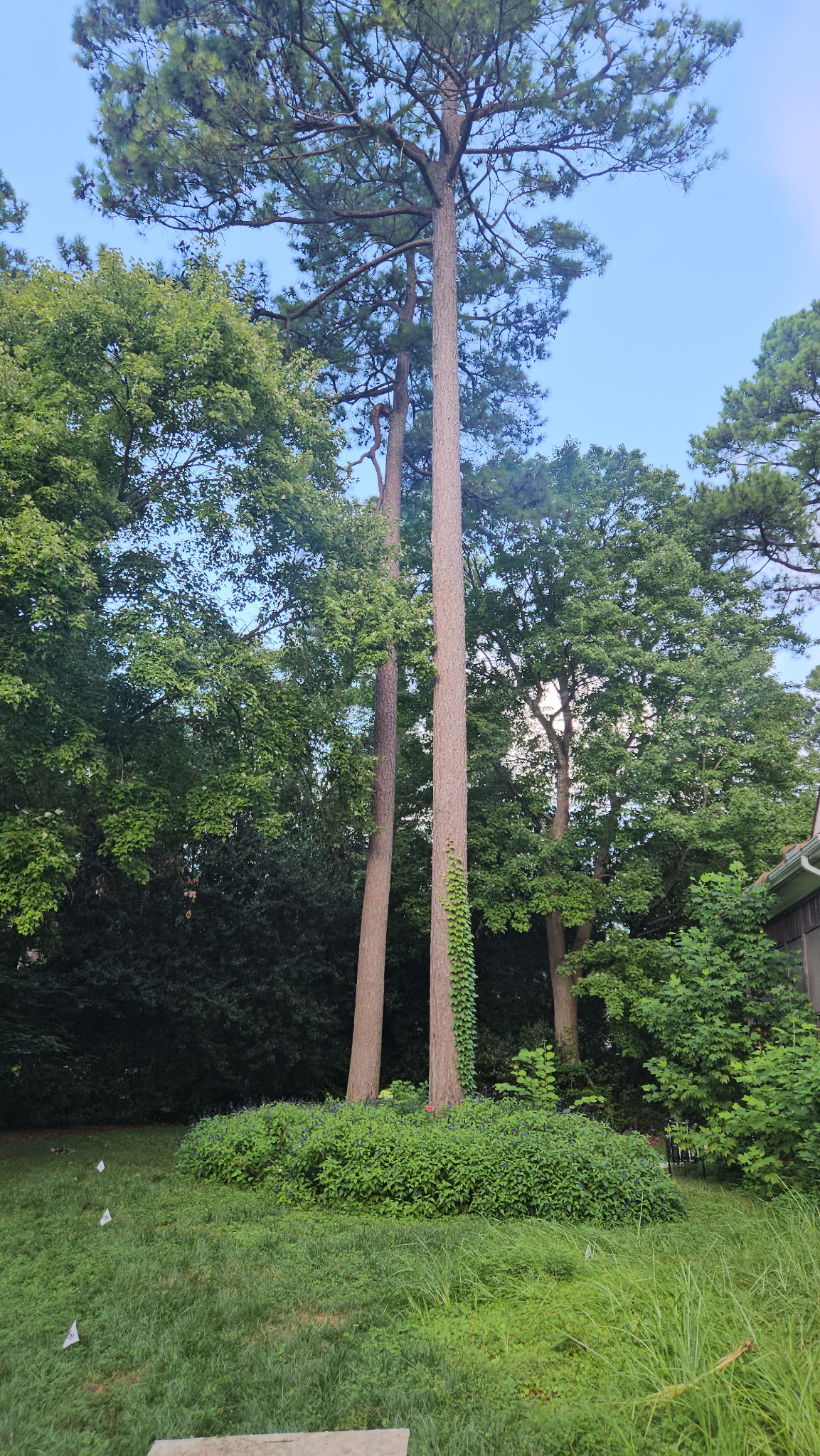 Tree Removal in MacGregor Downs, Cary NC - Before Before photo of large pine trees before professional tree removal in MacGregor Downs, Cary NC.