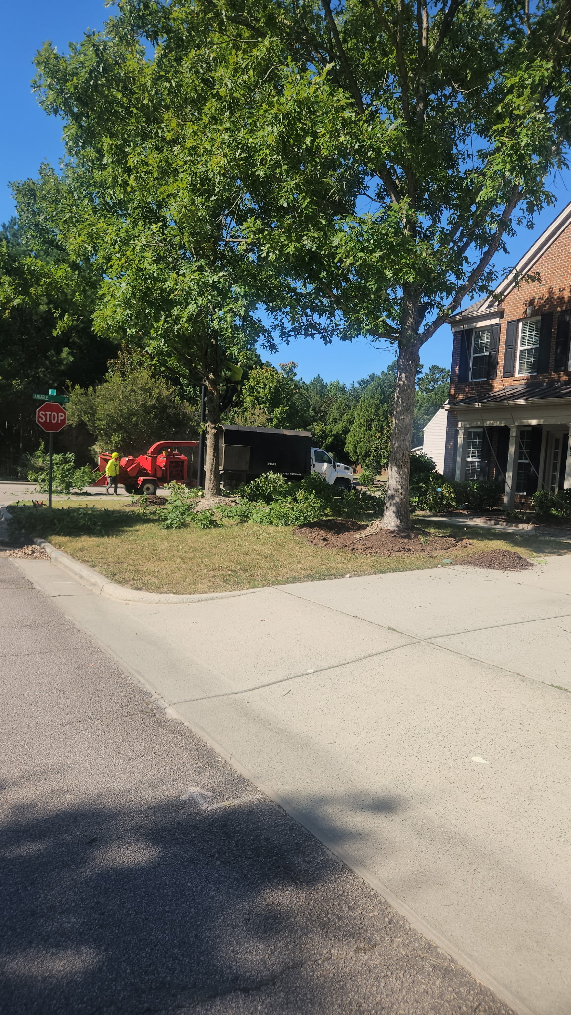 Tree removal project before work in Holly Springs NC
