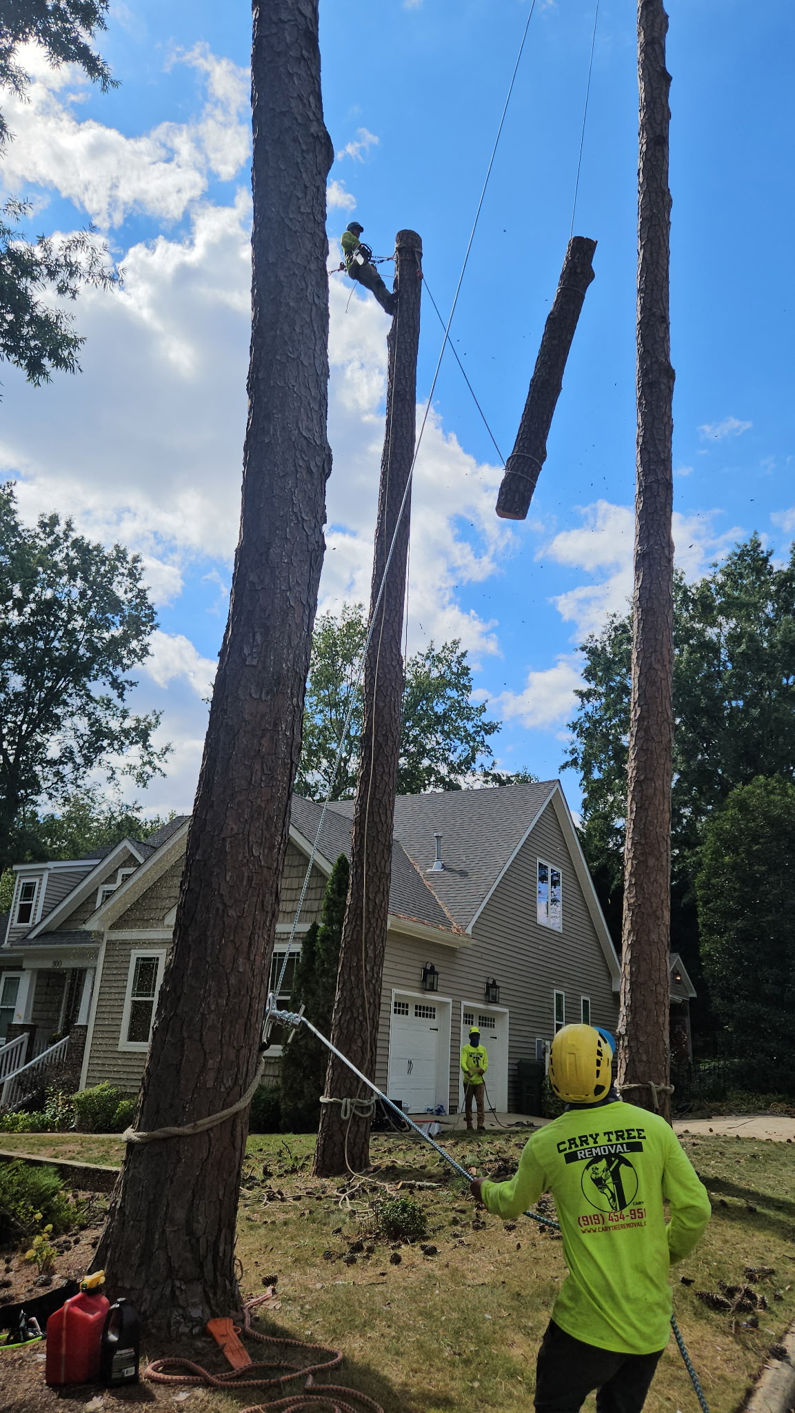 Before photo of large pine trees being prepared for professional tree removal in Cary, NC.