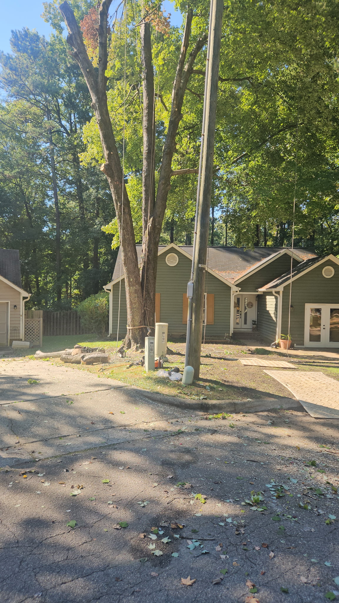 Before photo of large trees near a home before professional tree removal in Edgehill Farm, Cary NC.